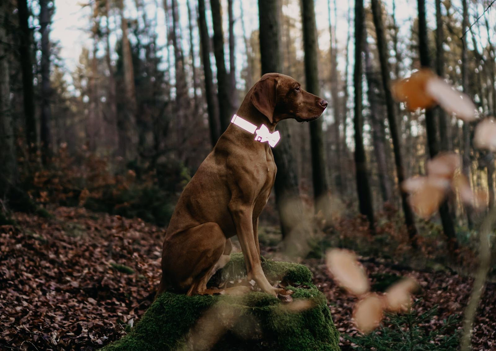 Ella & Fritz, Hundehalstuch, Halstücher 