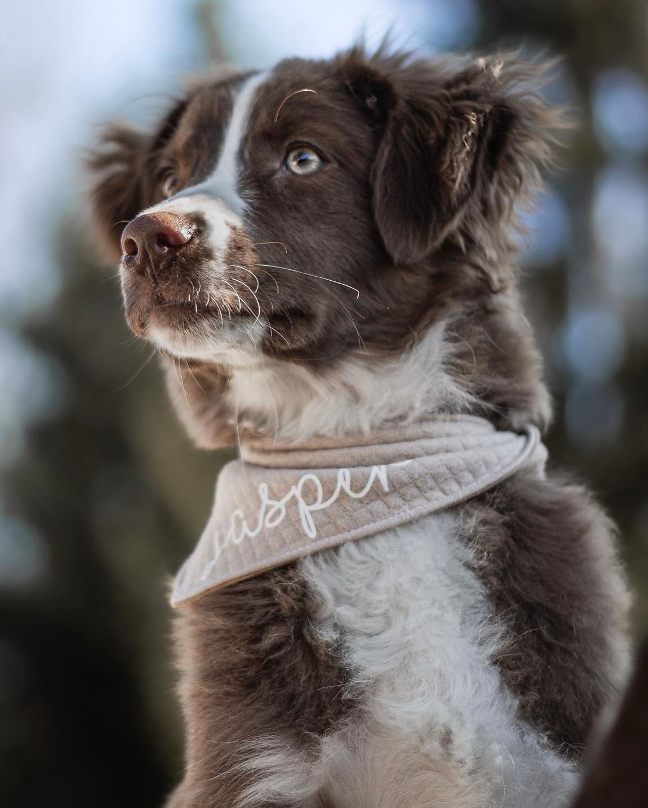 Jasper