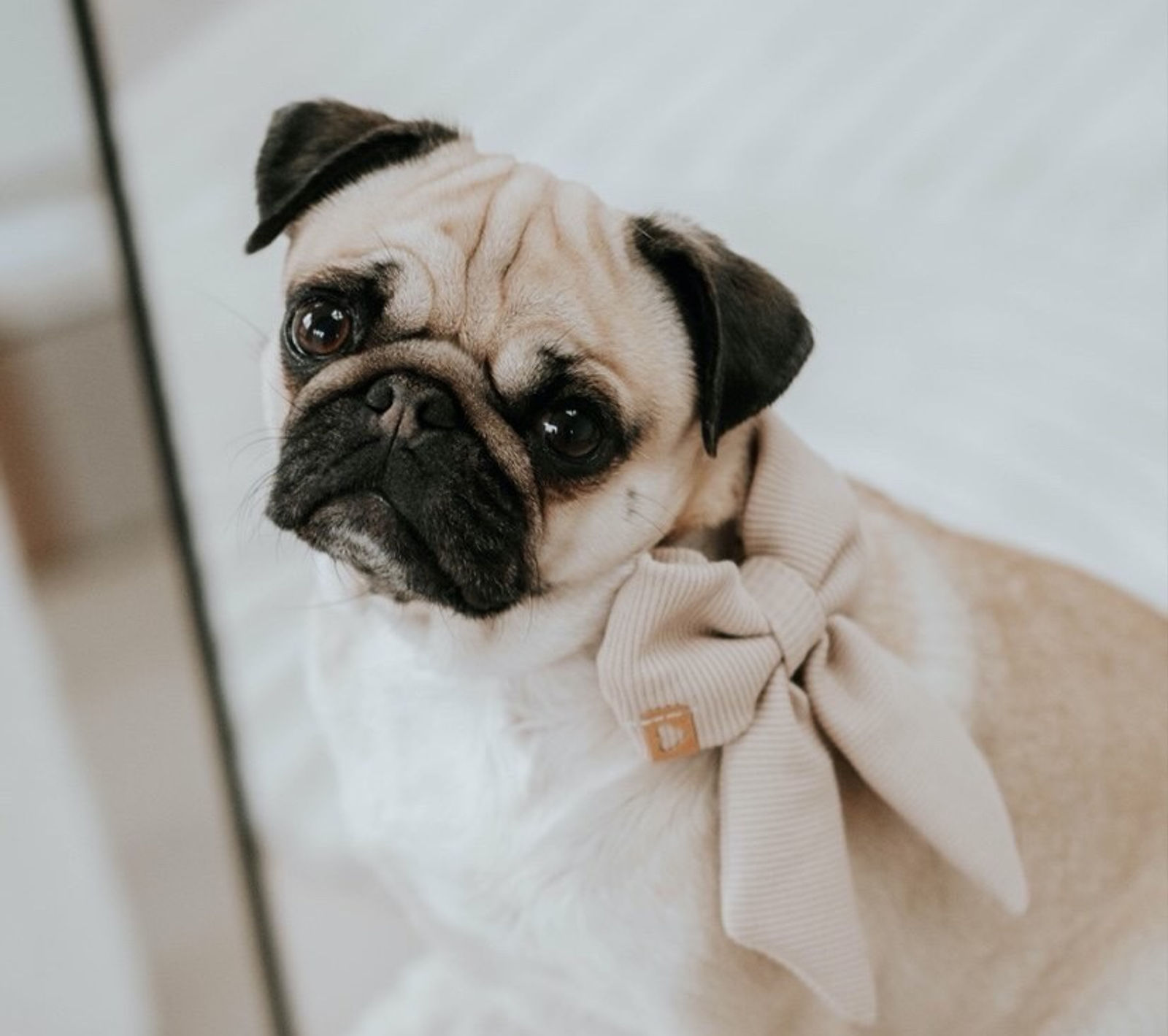 Ella Mops_edited.jpg