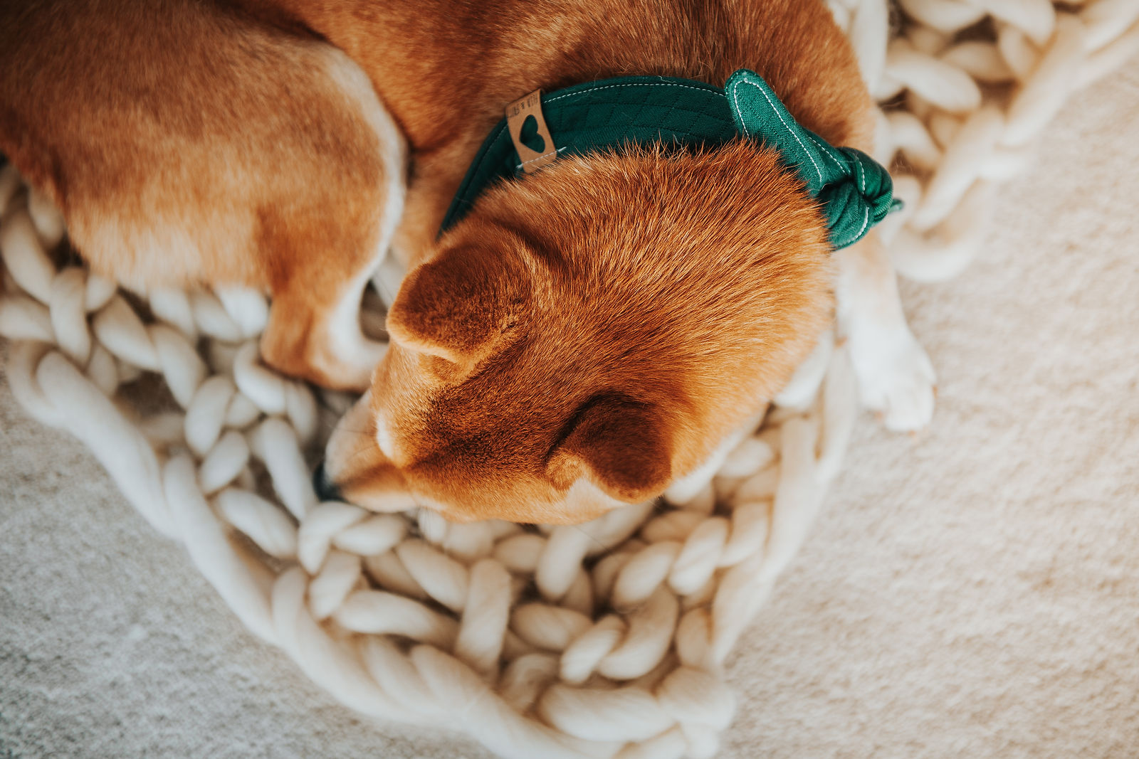 SHIBA BAILEY