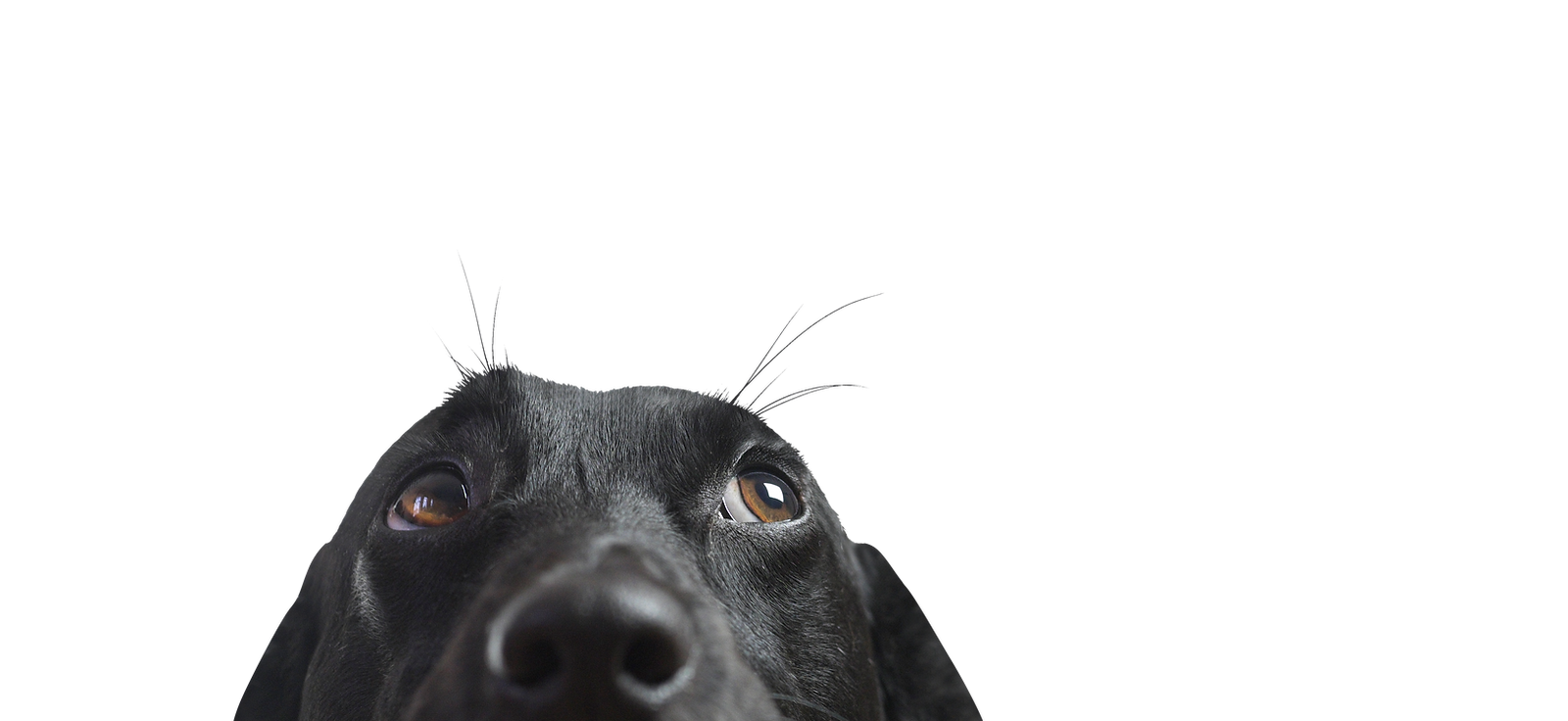 Nahaufnahme eines Black Dog
